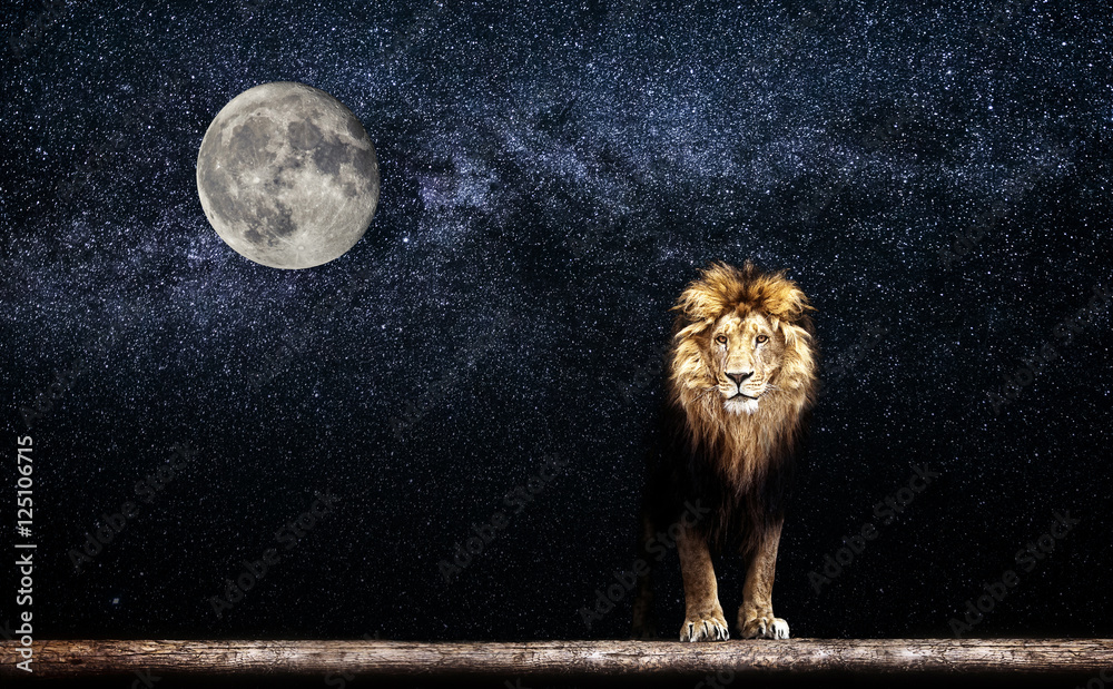 Fototapeta premium Portrait of a Beautiful lion, lion in the starry night and moon