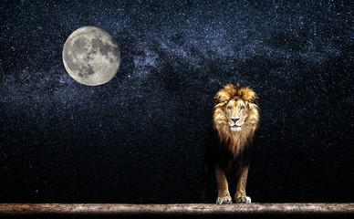 Fotobehang Leeuw Leeuw onder sterrenhemel met volle maan  © Baranov