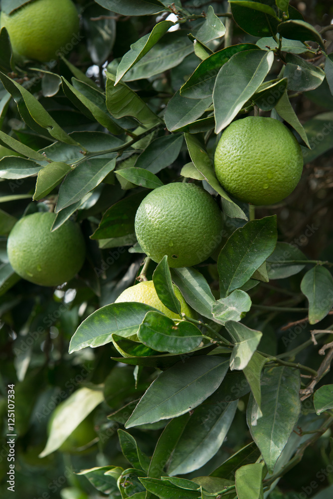 Zitronenbaum Zitronenbaum