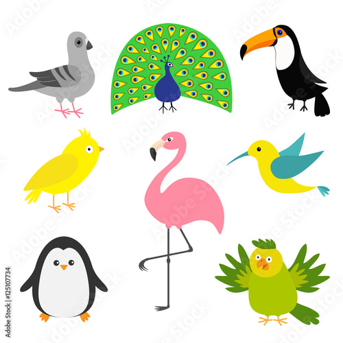 Exotic bird set. Colibri  canary  parrot  dove  pigeon  flamingo  toucan  penguin  peacock. Cute cartoon characters icon. Baby animal zoo collection. Isolated White background Flat design