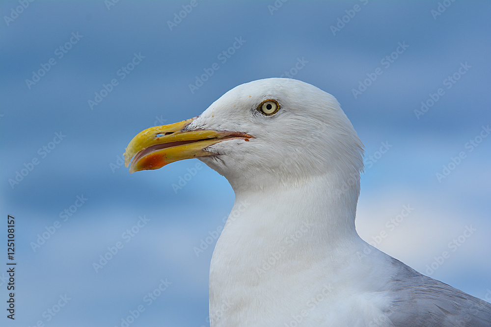 Seagull against a cloudy sky