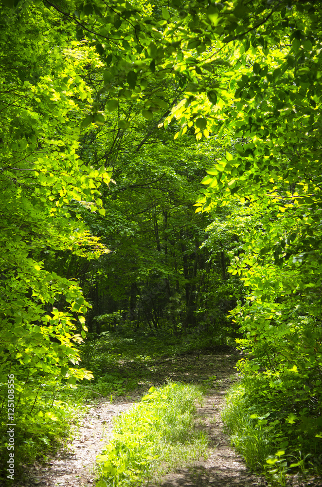 park alley in sunset light