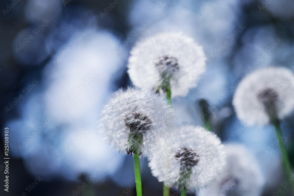 dandelion flower with blurred background.. dandelion flower with blurred background..
