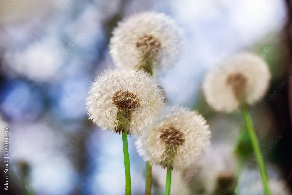 dandelions in a spring garden..