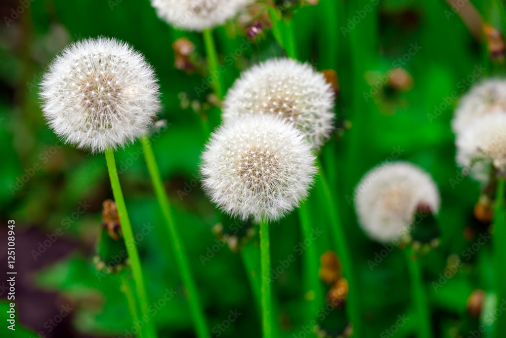 fresh dandelions with blurred background.. fresh dandelions with blurred background..