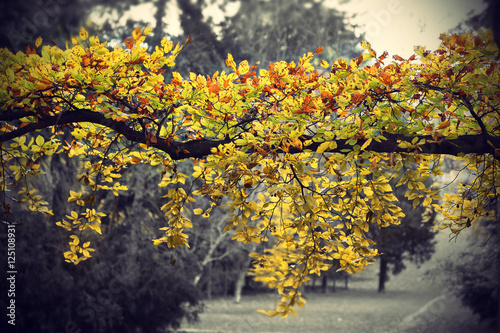 Fototapeta Naklejka Na Ścianę i Meble -  Bright yellow branch of autumn tree