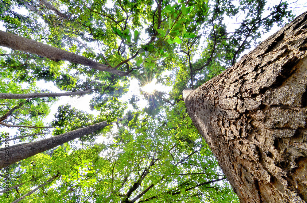 Fototapeta premium treetop