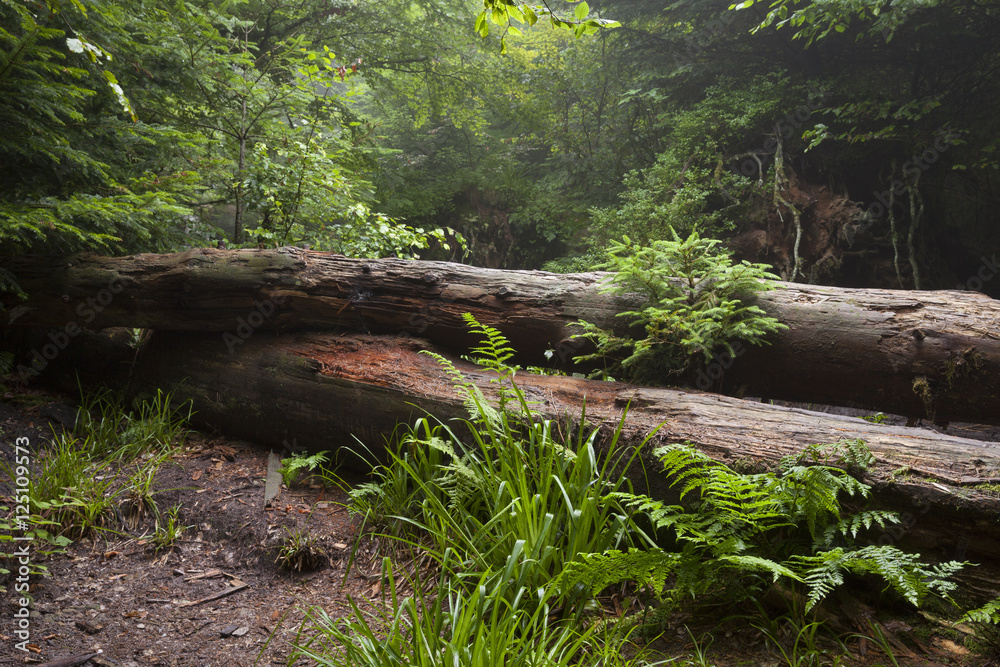 Umgestürzte Baumstämme, Wildnispfad, Nationalpark Schwarzwald, Baden-Württemberg, Deutschland, Europa Umgestürzte Baumstämme, Wildnispfad, Nationalpark Schwarzwald, Baden-Württemberg, Deutschland, Europa