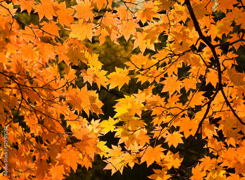 red yellow fall maple leafs illuminated by sun natural backgroun