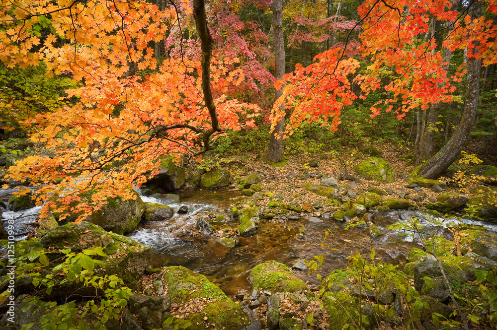 fall forest stream Elomovsky with red maple trees in russian Pri