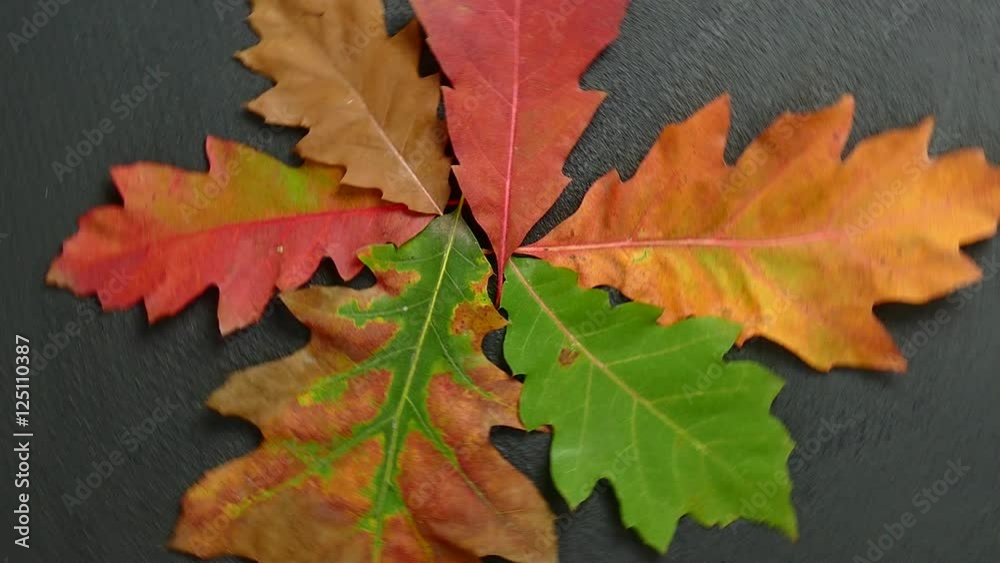 Falling Leaves. Autumn leaves moving in a circle. Falling Leaves. Autumn leaves moving in a circle.