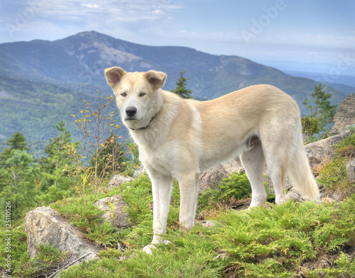 Alaskan Malamute Dog at the russian primorye mountains photo