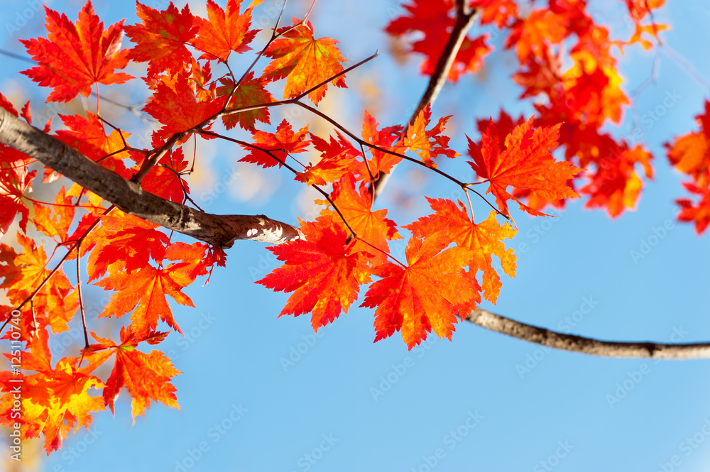 red yellow fall maple leafs illuminated by sun natural backgroun red yellow fall maple leafs illuminated by sun natural backgroun