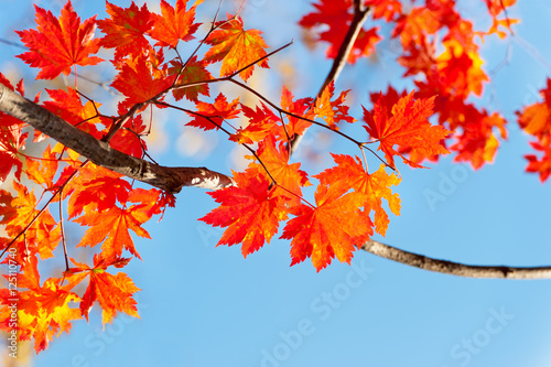 red yellow fall maple leafs illuminated by sun natural backgroun