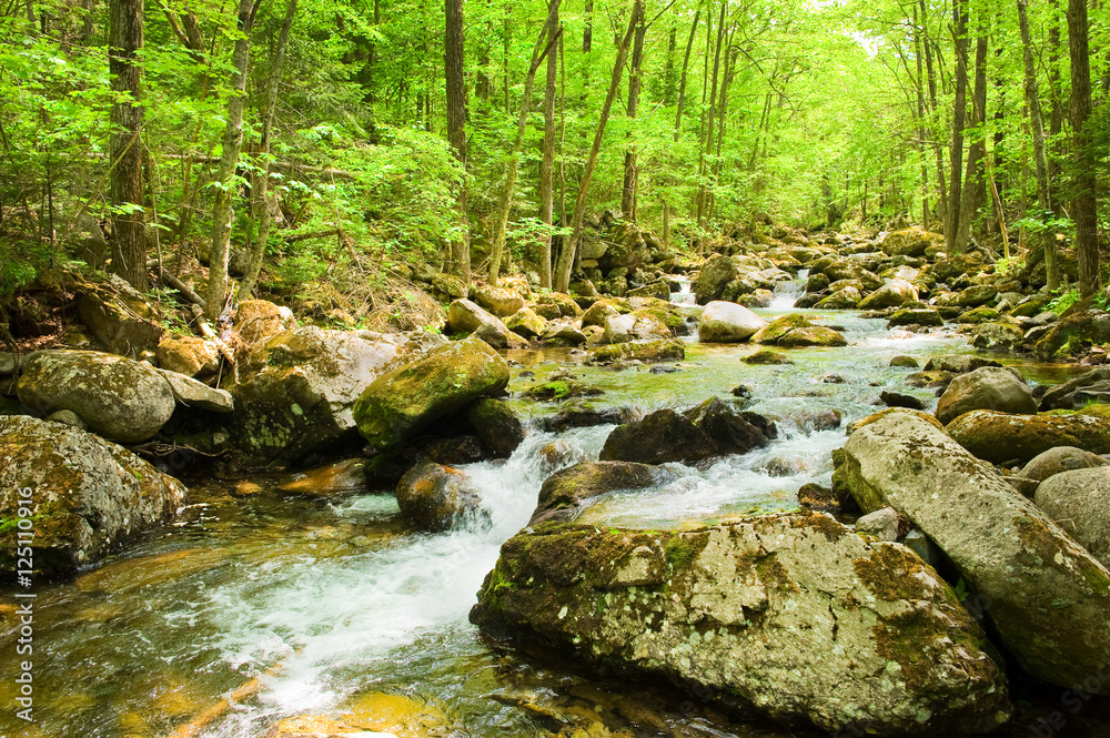 fall forest stream Smolny in russian primorye reserve fall forest stream Smolny in russian primorye reserve