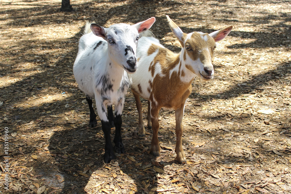 Image of a Couple of Goats
