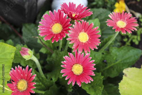 Fototapeta Naklejka Na Ścianę i Meble -  Image of Pink Gerber Daisies
