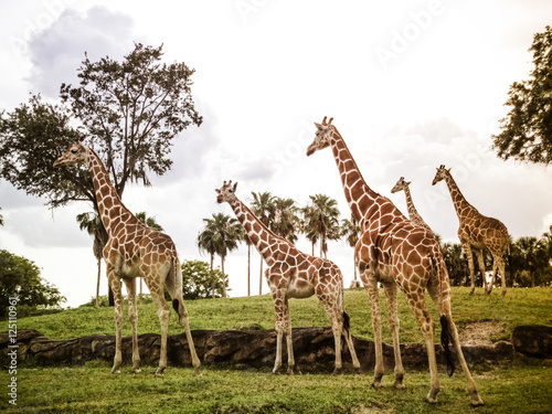 Photography Image of a Herd of Giraffes