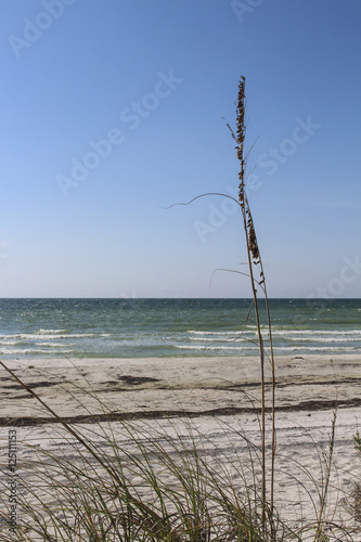 Image of a Sea Oat Ocean View  