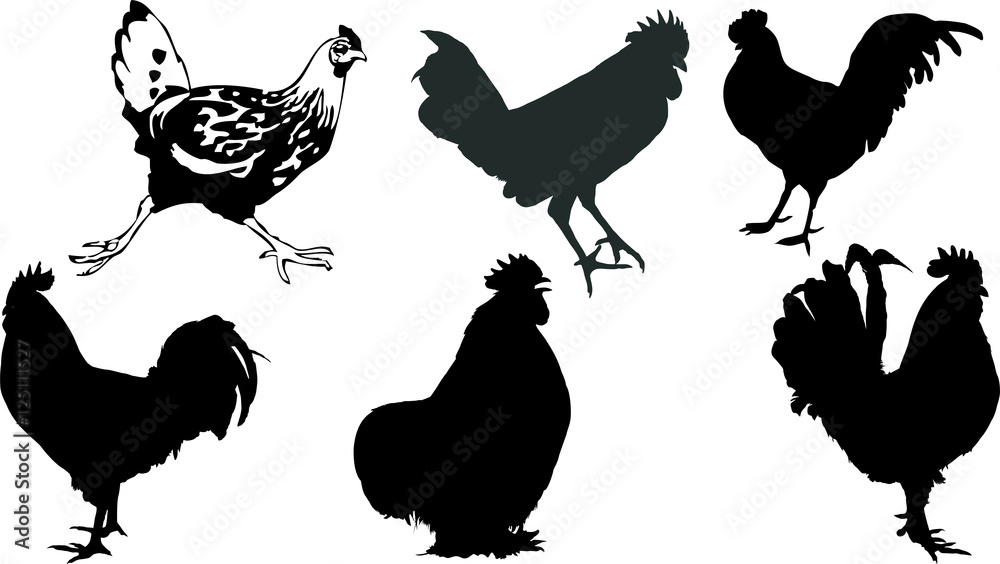 鶏のシルエット Stock ベクター Adobe Stock