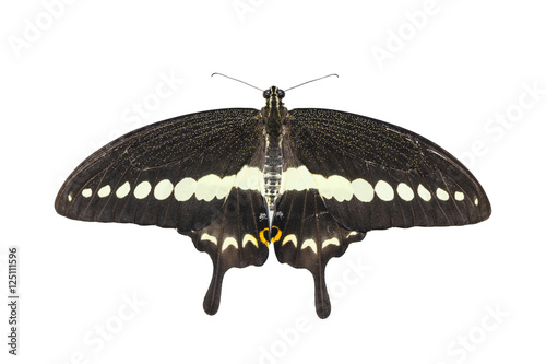 Isolated top view of banded swallowtail butterfly (Papilio demol photo
