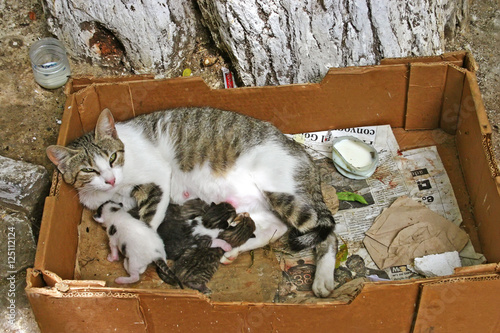 Photography Mother cat suckling kittens under a tree in the ancient medina o