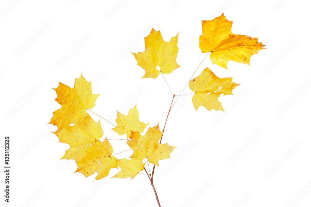 Obraz premium Yellow fall leaves of a sugar maple