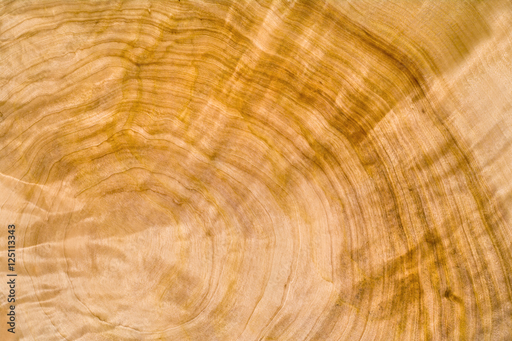 Naklejka premium slice of wood timber natural background