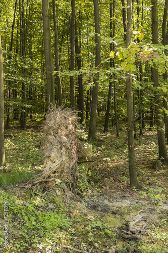 Fototapeta Naklejka Na Ścianę i Meble -  An uprooted tree stump in the woods.