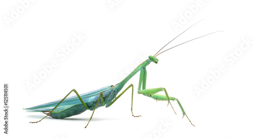 Male praying mantis - Macromantis ovalifolia, isolated on white photo