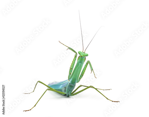 Front view of praying mantis, isolated on white