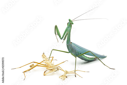 Foto Praying mantis and its Ecdysis, Moulting