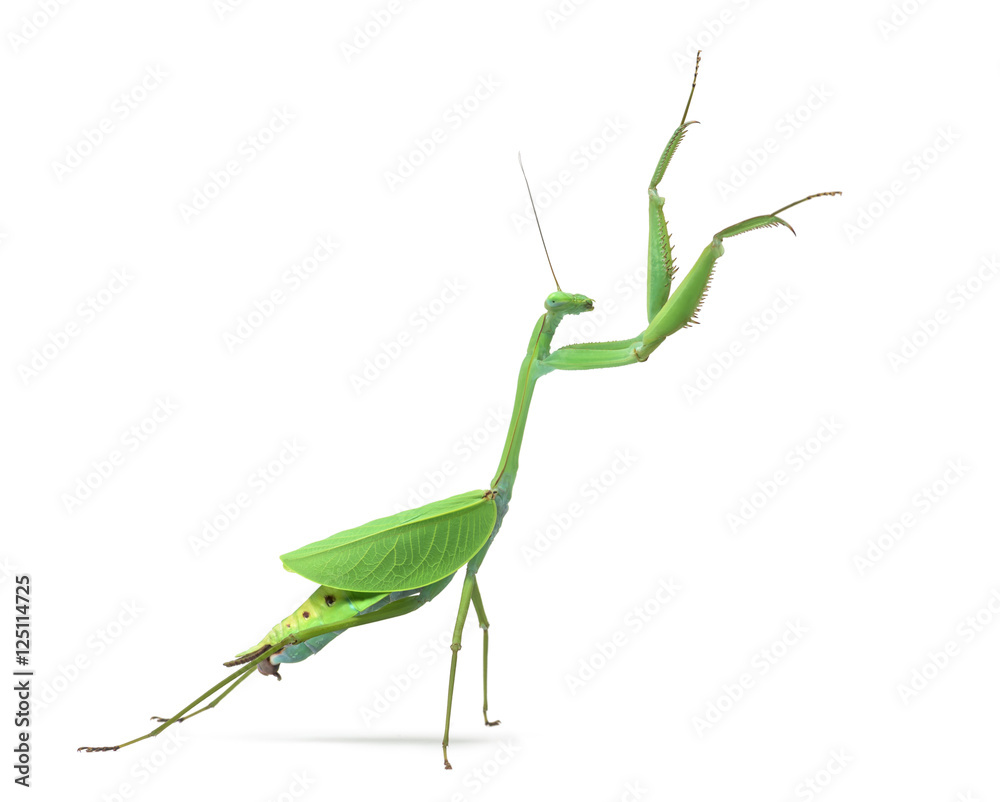 Male praying mantis - Macromantis ovalifolia, isolated on white Male praying mantis - Macromantis ovalifolia, isolated on white