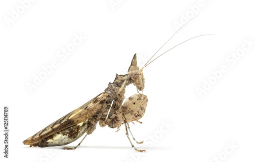 Female praying mantis, Ceratomantis saussurii, isolated on white photo