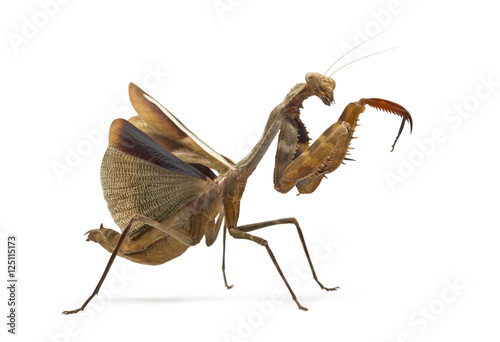 Praying mantis - Parasphendale sp Giant - isolated on white photo