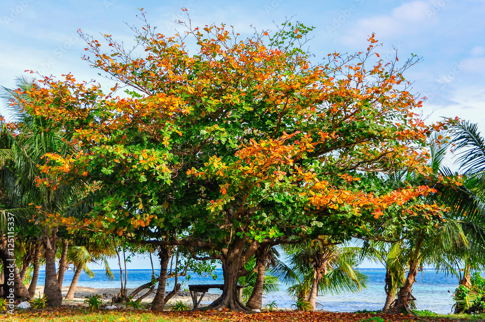 Fototapeta premium Colorful trees on Mana Island, Fiji