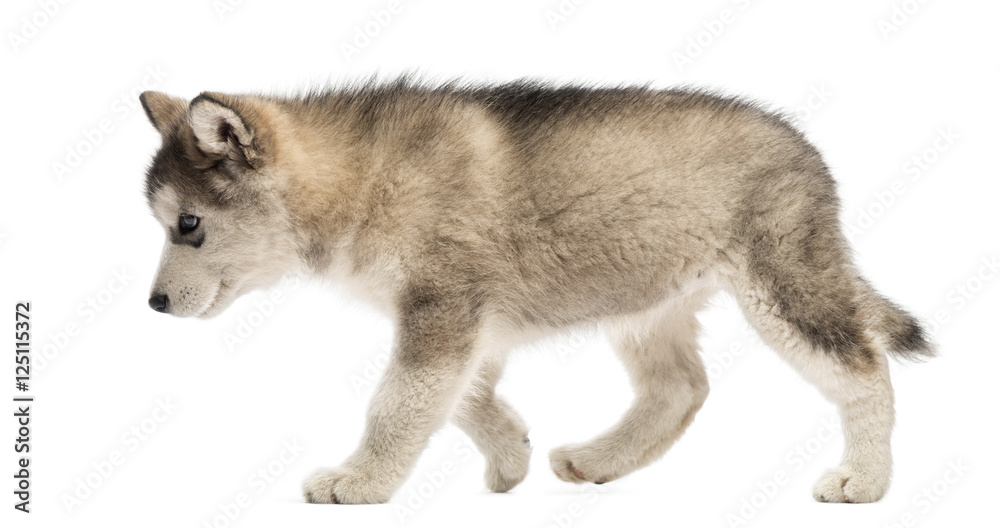 Side view Alaskan Malamute puppy walking isolated on white