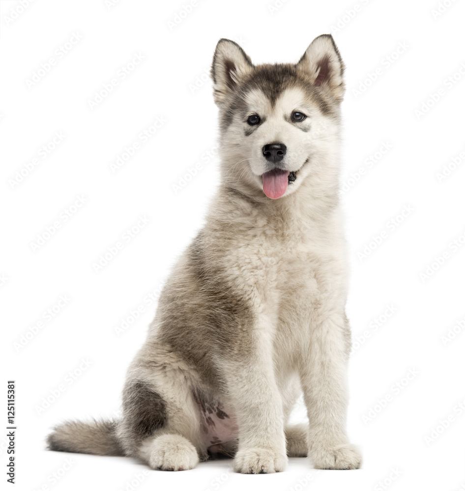 Alaskan Malamute puppy sticking the tongue out isolated on white
