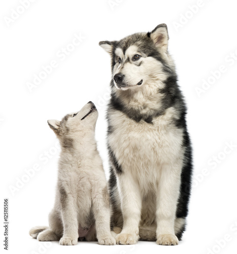 Fototapeta Naklejka Na Ścianę i Meble -  Alaskan Malamute puppies and his mum sitting isolated on white