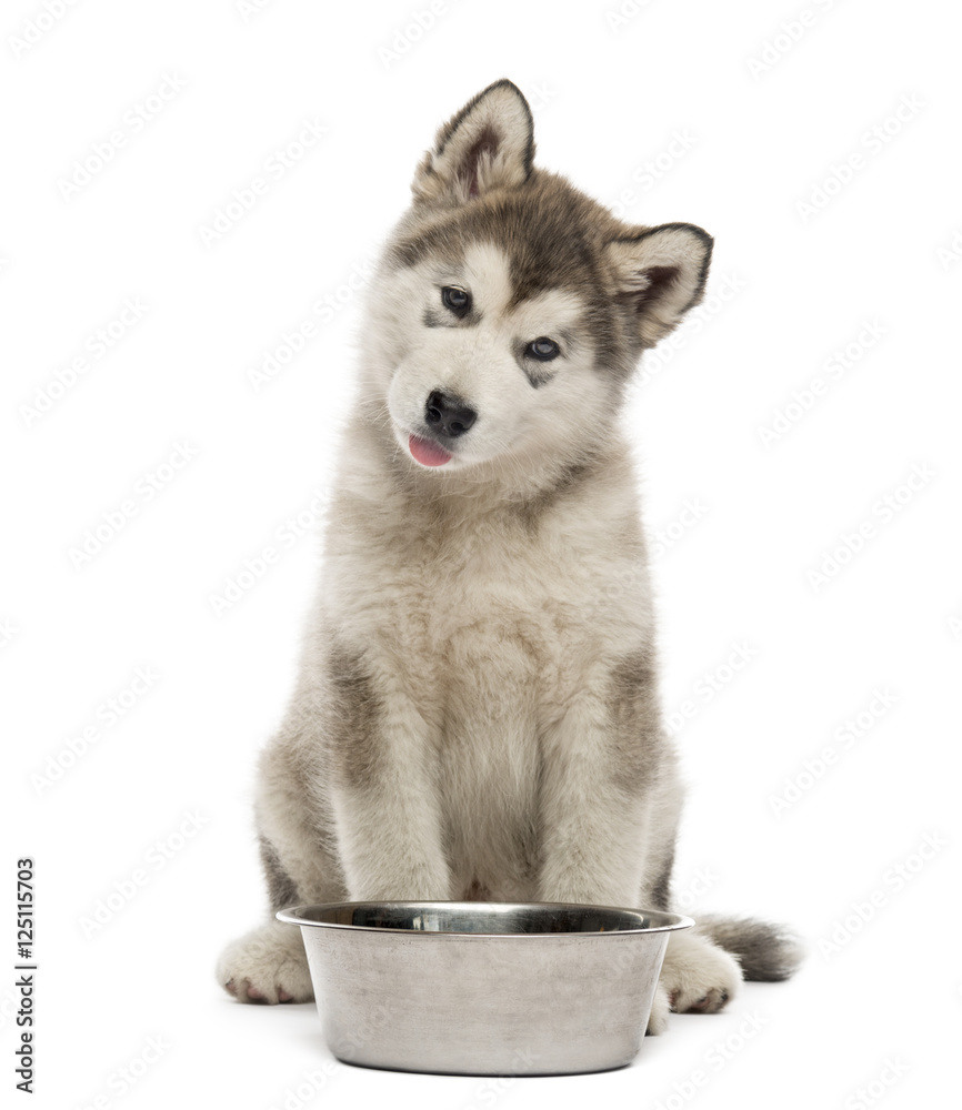 Alaskan Malamute puppy sitting with a bowl isolated on white