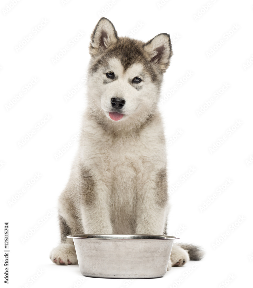 Alaskan Malamute puppy sitting with a bowl isolated on white