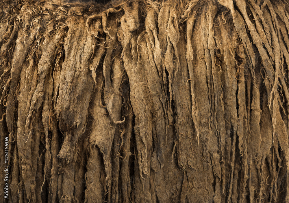 Details of a Poitou donkey dreadlocks hair Details of a Poitou donkey dreadlocks hair