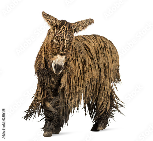 Poitou donkey with a rasta coat walking isolated on white
