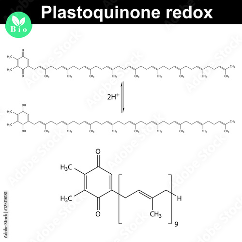 Redox reaction of plastoquinone molecule