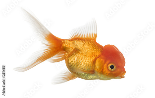 Side view of a Lion's head goldfish isolated on white © Eric Isselée