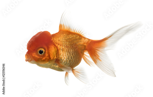 Lion's head goldfish swimming isolated on white