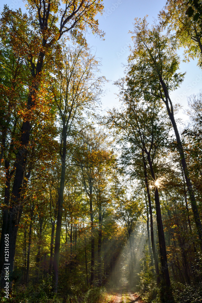 Herbst-Buchenwald Herbst-Buchenwald