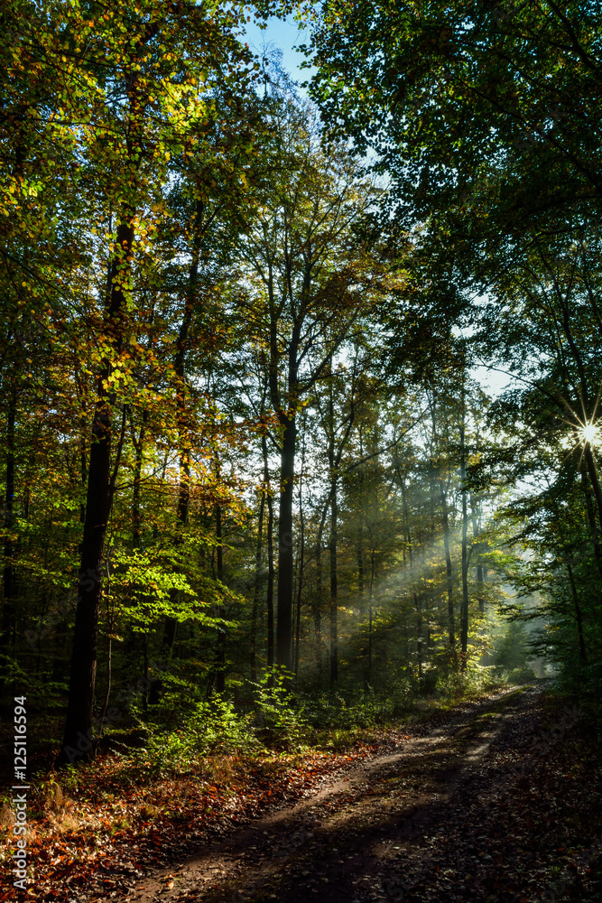 Herbstwald mit Morgensonne