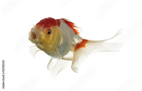 Lion's head goldfish opening mouth isolated on white