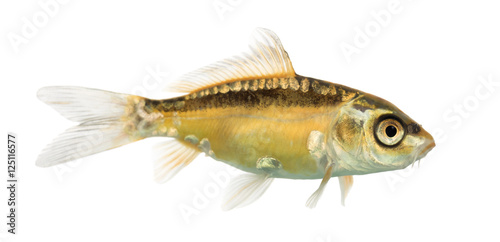 Side view of a yellow koi isolated on white